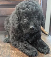 Ruby, a female Miniature Labradoodle for sale in Archbold, OH – Photo 4 of 8