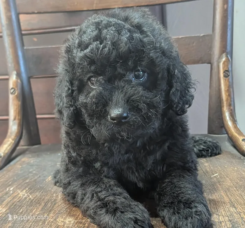 Ruby – Miniature Labradoodle puppy for sale in Archbold, OH