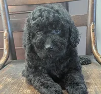 Ruby, a female Miniature Labradoodle for sale in Archbold, OH – Photo 1 of 8