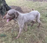 Oakley, a female Labradoodle for sale in Archbold, OH – Photo 7 of 8