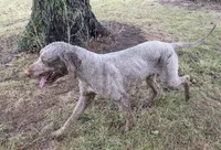 Oakley, a female Labradoodle for sale in Archbold, OH – Photo 8 of 8