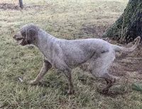 Oakley, a female Labradoodle for sale in Archbold, OH – Photo 6 of 8