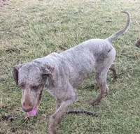 Oakley, a female Labradoodle for sale in Archbold, OH – Photo 5 of 8