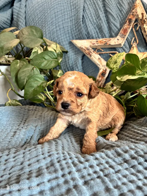Poppy – Cavapoo puppy for sale in Marquand, MO
