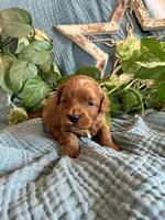 Mossy, a male Cavapoo for sale in Marquand, MO – 2 of 3
