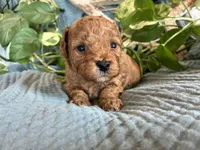 Honey, a female Cavapoo for sale in Marquand, MO – 4 of 4