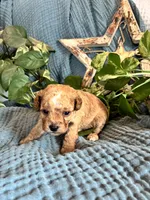 Poppy, a female Cavapoo for sale in Marquand, MO – 2 of 3
