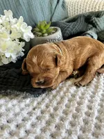 Mossy, a male Cavapoo for sale in Marquand, MO – 3 of 3