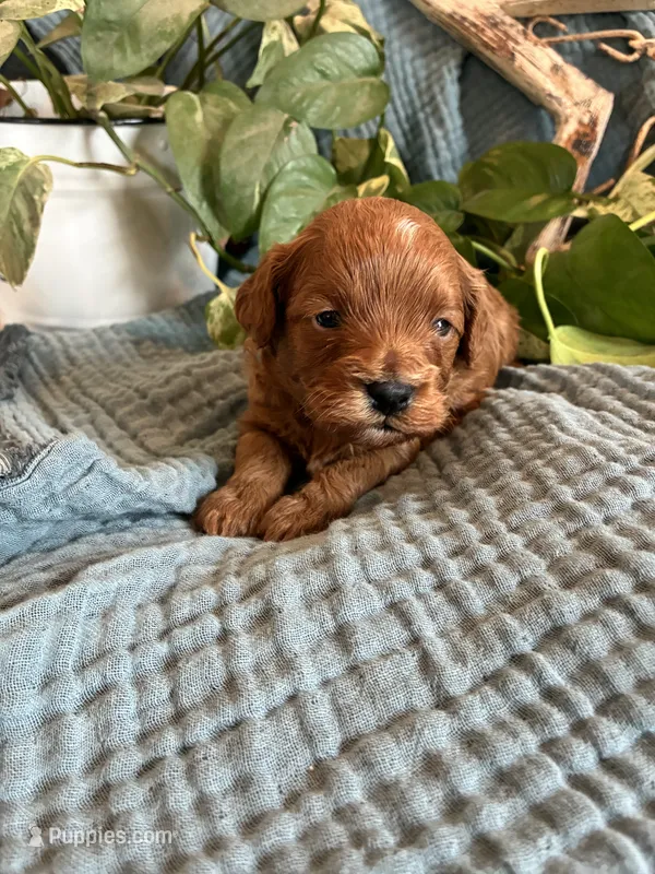 Mossy – Cavapoo puppy for sale in Marquand, MO