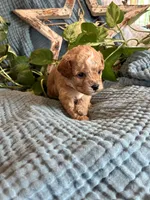 Poppy, a female Cavapoo for sale in Marquand, MO – 3 of 3