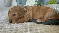 Honey, a female Cavapoo for sale in Marquand, MO – 2 of 4