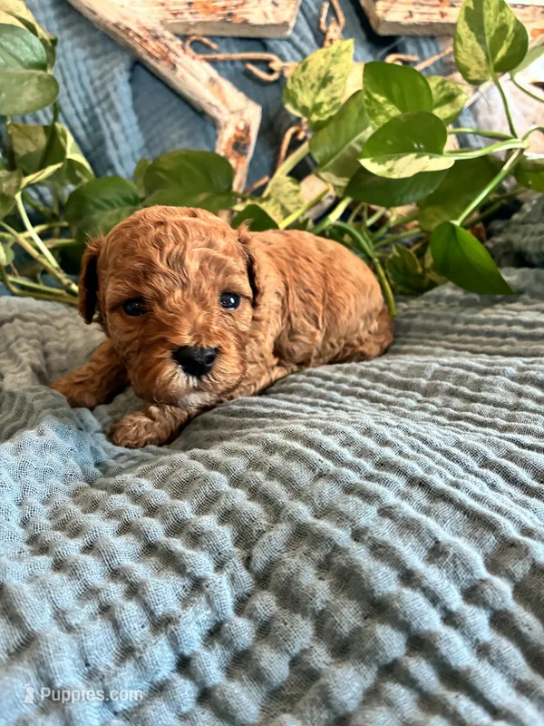 Honey – Cavapoo puppy for sale in Marquand, MO