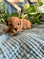 Honey, a female Cavapoo for sale in Marquand, MO – 1 of 4