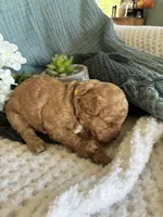 Honey, a female Cavapoo for sale in Marquand, MO – 3 of 4