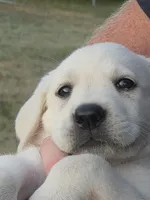 Bo, a male Labrador Retriever for sale in Backus, MN – 2 of 4