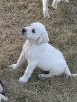 Bo, a male Labrador Retriever for sale in Backus, MN – 3 of 4