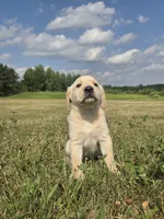 Cindy, a female Labrador Retriever for sale in Backus, MN – 3 of 3