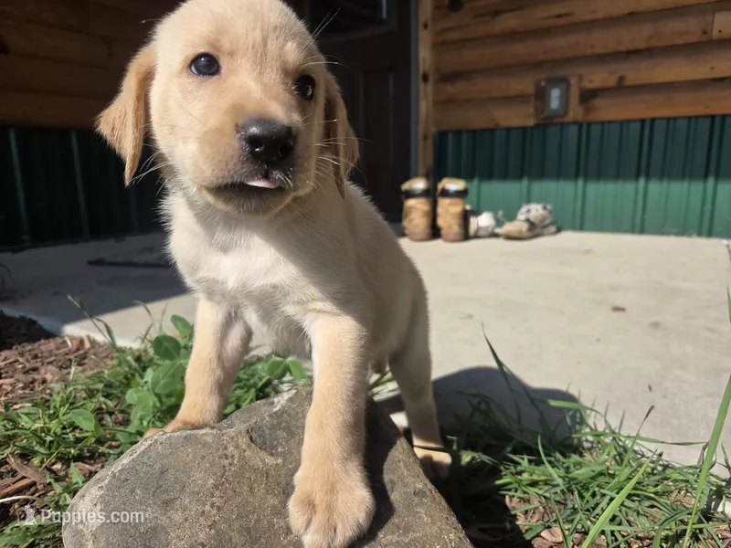 Buck – Labrador Retriever puppy for sale in Backus, MN