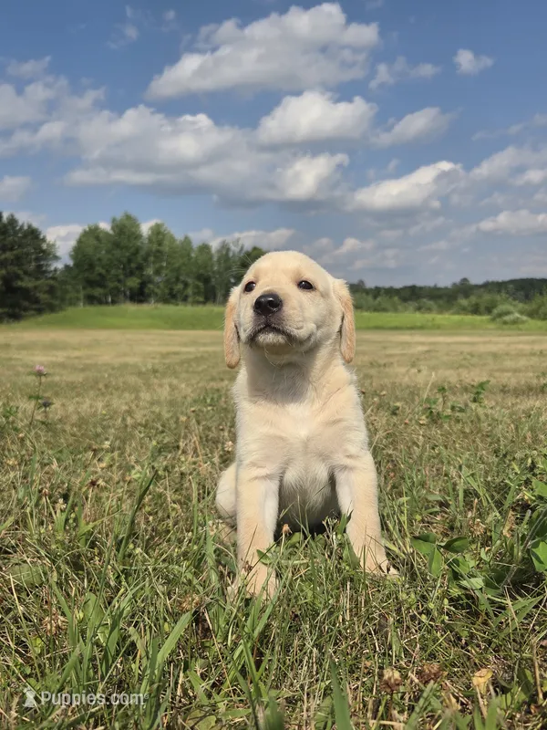 Cindy – Labrador Retriever puppy for sale in Backus, MN