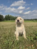 Cindy, a female Labrador Retriever for sale in Backus, MN – 1 of 3
