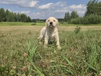 Cindy, a female Labrador Retriever for sale in Backus, MN – 2 of 3