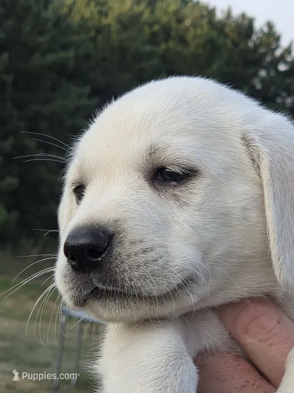 Bo – Labrador Retriever puppy for sale in Backus, MN