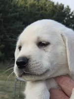 Bo, a male Labrador Retriever for sale in Backus, MN – 1 of 4