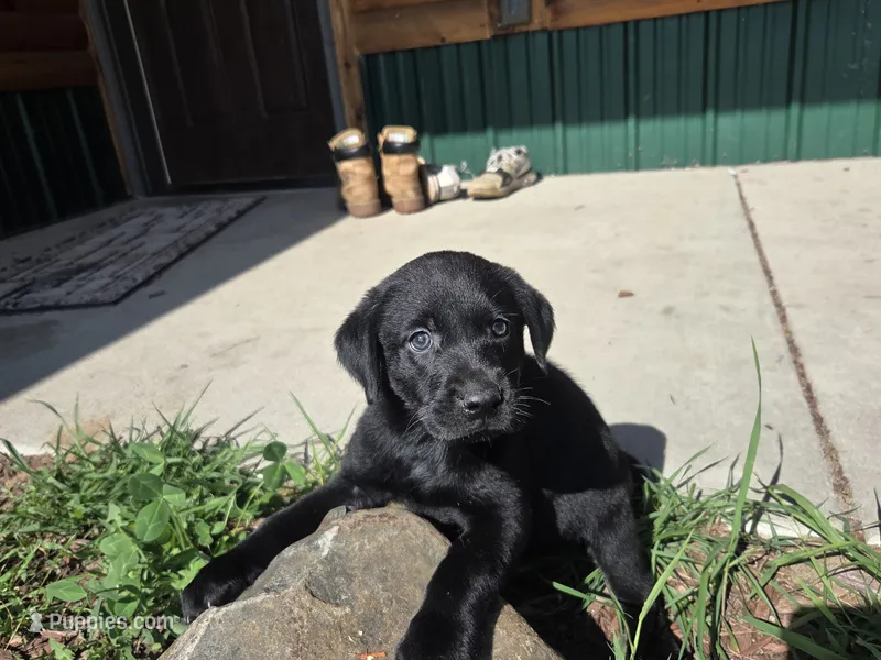 Cindy – Labrador Retriever puppy for sale in Backus, MN