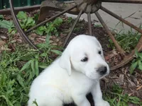 Bo, a male Labrador Retriever for sale in Backus, MN – 4 of 4