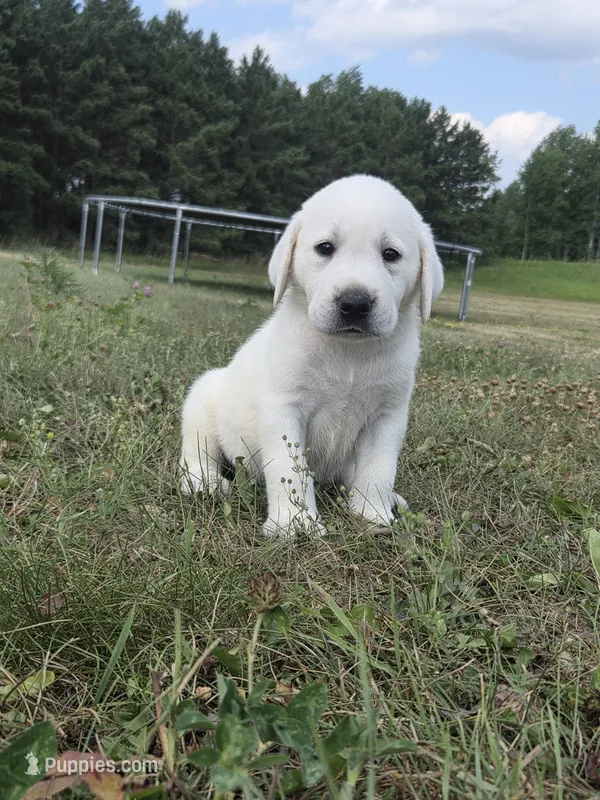 Buck – Labrador Retriever puppy for sale in Backus, MN