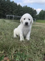 Buck, a male Labrador Retriever for sale in Backus, MN – 1 of 2