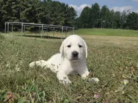 Buck, a male Labrador Retriever for sale in Backus, MN – 2 of 2