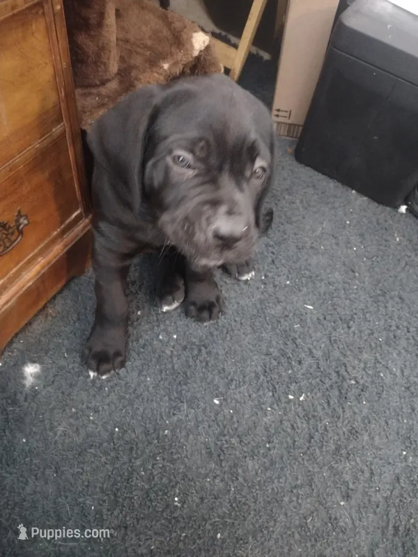 onyx – Great Dane puppy for sale in Canastota, NY