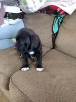 donald, a male Great Dane for sale in Canastota, NY – Photo 1 of 2