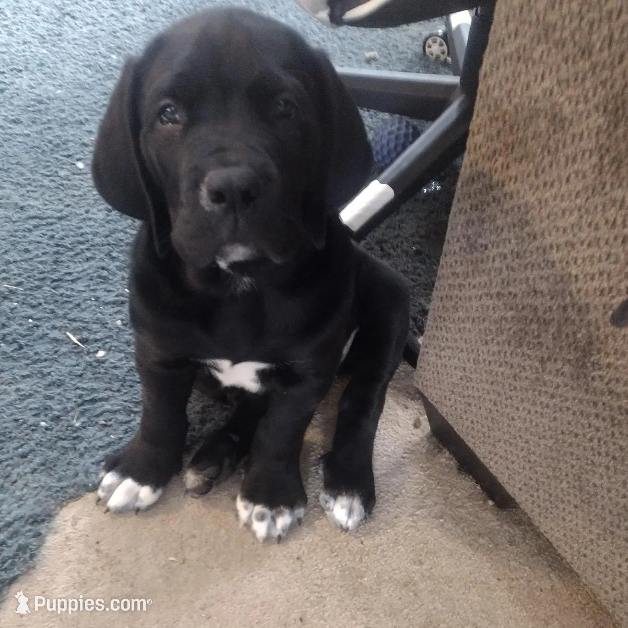 donald, a male Great Dane for sale in Canastota, NY – Photo 2 of 2