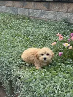 Mary, a female Maltipoo for sale in Seneca Falls, NY – 2 of 5