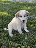 George, a male Great Pyrenees for sale in Seneca Falls, NY – 6 of 6
