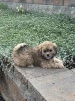 Xena, a female Shihpoo for sale in Seneca Falls, NY – 5 of 6