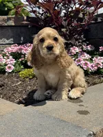Chief, a male Cocker Spaniel for sale in Seneca Falls, NY – 1 of 8
