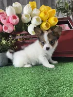 Ricky , a male Papillon for sale in Seneca Falls, NY – 5 of 5