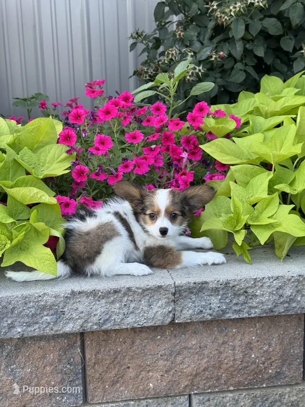 Rudy  – Papillon puppy for sale in Seneca Falls, NY