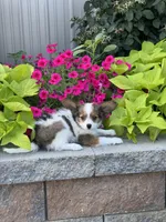 Rudy , a male Papillon for sale in Seneca Falls, NY – 1 of 5