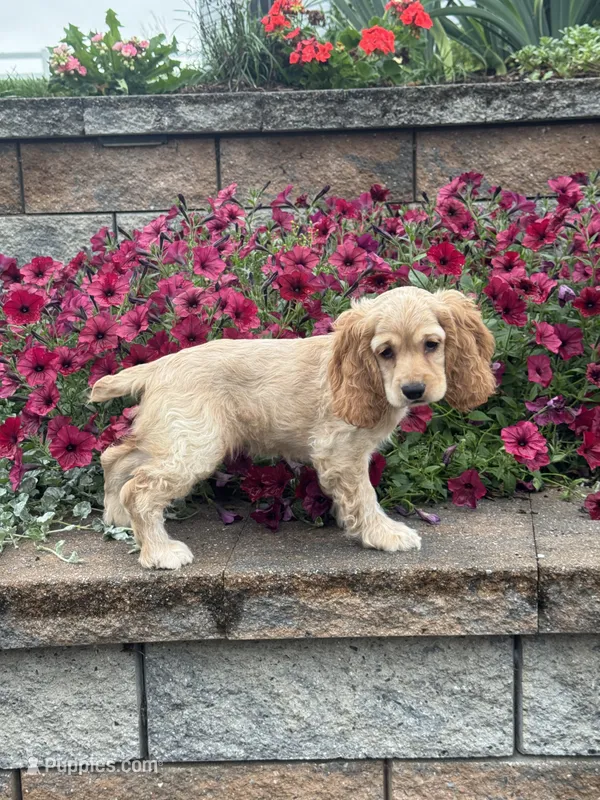 Coco – Cocker Spaniel puppy for sale in Seneca Falls, NY
