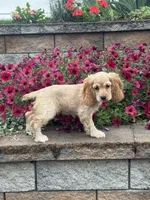Coco, a female Cocker Spaniel for sale in Seneca Falls, NY – 1 of 4