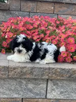 Ashton, a male Coton de Tulear and Shih Tzu for sale in Seneca Falls, NY – 5 of 5