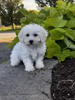 Bonnie , a female Bichon Frise for sale in Seneca Falls, NY – 4 of 7
