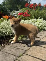 Iris, a female Shiba Inu for sale in Seneca Falls, NY – 6 of 6