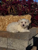 Chippy, a male Coton de Tulear for sale in Seneca Falls, NY – 2 of 6