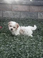 Hamilton , a male Havanese for sale in Seneca Falls, NY – 3 of 6