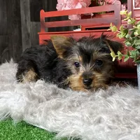 Yuri, a male Yorkshire Terrier for sale in Seneca Falls, NY – Photo 3 of 3